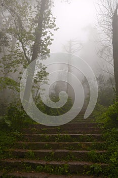 Stairs in Mist Forest, Paradise, Stairway to Heaven, Peace