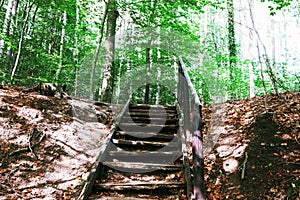 the stairs to the top, into the woods