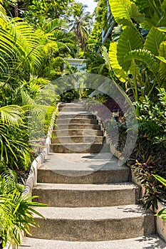 Stairs upward in tropical garden in sunny day