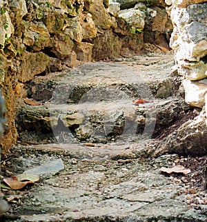 Stairs With Vegetation In Cuba