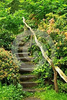 Stairs in a vibrant green patch of nature.