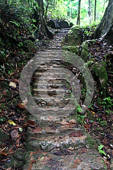 Stairs walking up in the forest, Sa Nang Manora Forest Park, Phang Nga Province, Thailand
