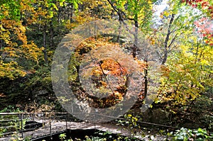 Stairs walkway with Red Orange maple leaves trees in deep forest with beautiful colourful Autumn foliage trees scenery