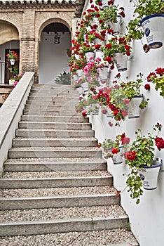 Stairs whith geraniums