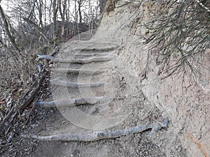 Stairs in the woods