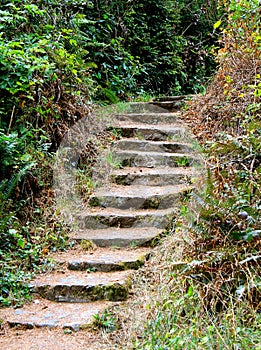 Stairs through the woods