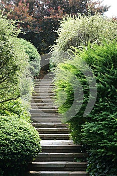 Stairway and bushes at dumbarton oaks