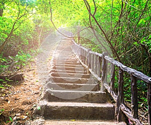 The stairway in deep forest