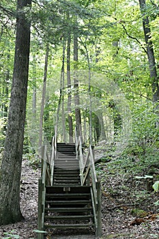 Stairway in the Forest