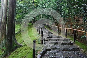 Stairway into the forest