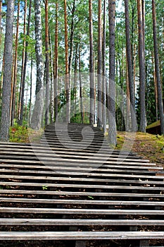 Stairway in forest