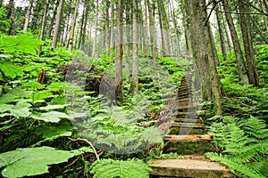 Stairway through forest