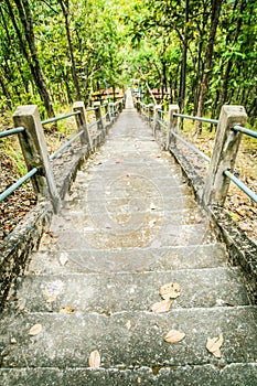 Stairway in the jungle