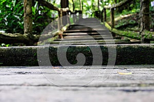 Stairway that leads into the green forest and moss on the stairs