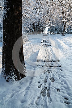 A Stairway Path Covered by Snow Leading to a Forest