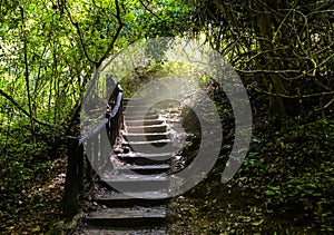 Stairway pathway going a long way up to freshly green dense forest photo