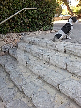 Stairway to Doggie II