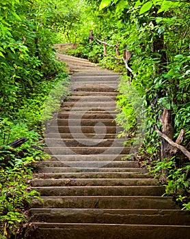 Stairway to forest