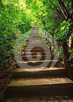 Stairway to forest