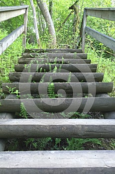 Stairway to the forest