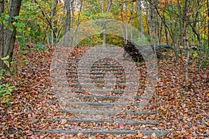 Stairway to the forest