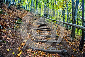 Stairway to forest, national park Bieszczady Poland