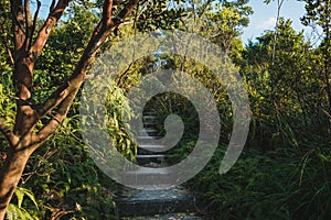 Stairway to hill top in forest landscape, stairs in nature