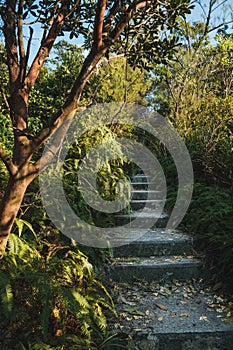 Stairway to hill top in forest landscape, stairs in nature