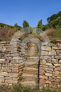 Stairway to the vineyards