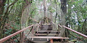 Stairways going up through the forest