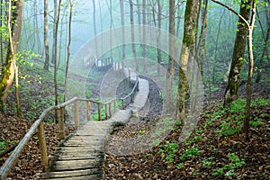 Staiway in forest disappearing in strong fog