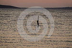 a stake in the ocean at sunset