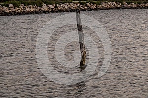 a stake in the ocean at sunset