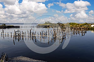 Stakes sticking out of water, remnants of old fishing. Divjaka-Caravan National Park. Albania