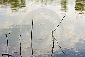 Stakes stubbed into the shallow water