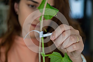 Staking cucumber plant, home gardening concept