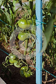 Staking of green tomatoes