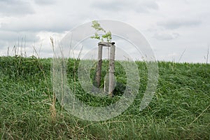 Staking of young tree after planting