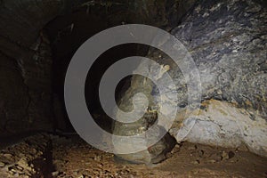 Stalagmite formation in the cave formed animal figure