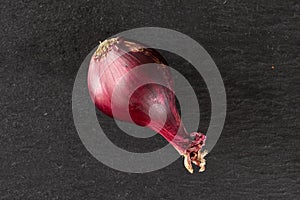 Stale red onion on grey stone
