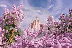 Stalin`s skyscraper on Barrikadnaya.Spring flowering in the city.