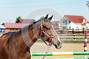 Stalion head rural