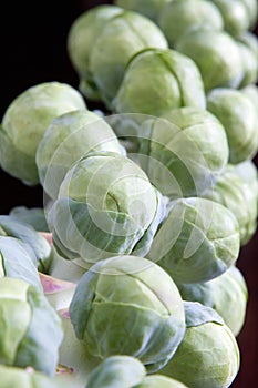 Stalk of Brussels Sprouts 2