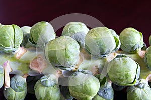 Stalk of Brussels Sprouts
