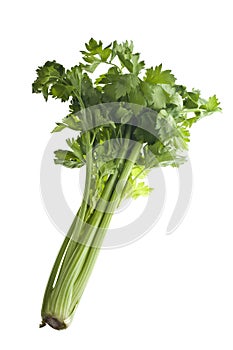 Stalk of celery
