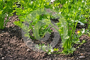 Stalk celery plants growing in organic vegetable garden