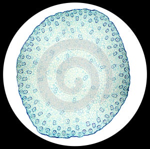 Stalk of a cereal cross-section under the microscope (Corn Stem