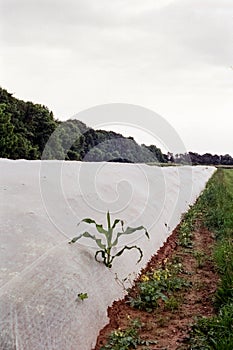 Stalk of corn pokes though white plastic cover in vegetable garden 2