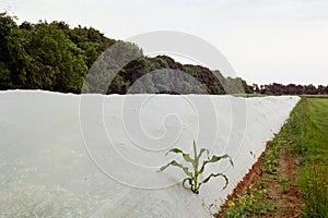 Stalk of corn pokes though white plastic cover in vegetable garden