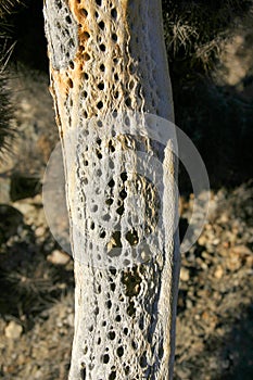 The stalk of a dead cactus, Cholla Cacti In The Ajo Mountains, Organ Pipe Cactus National Monumenta photo